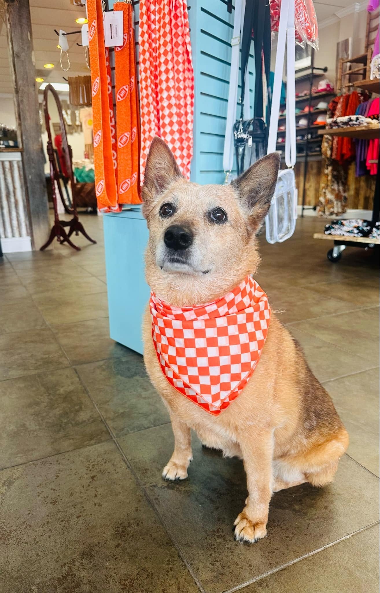 Orange Pep Rally Wild Rag Kids(pets/Smaller)